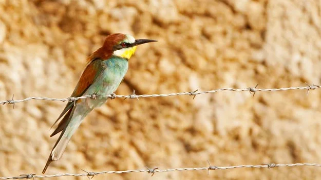 Kuşların, Beykoz’da ki abisi Berat Akkaş 5 ku wZC3UpMdoy