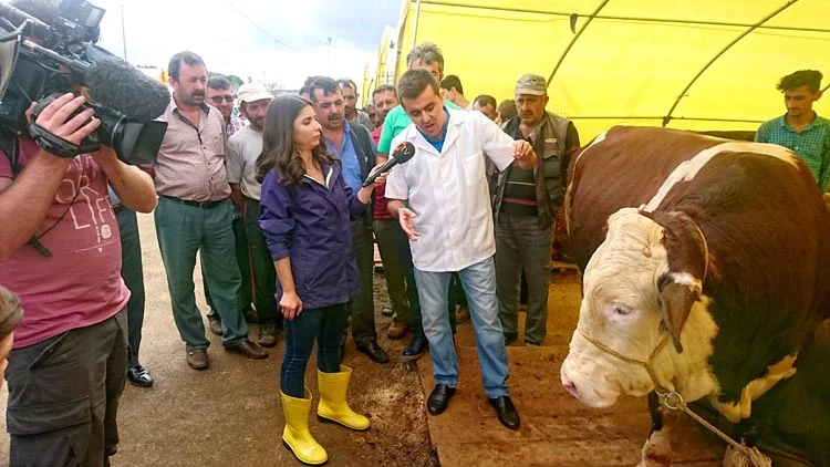 Beykoz'da 3500 büyükbaş kurban satıldı 1
