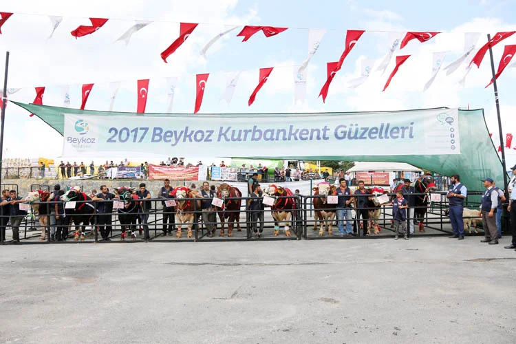 Beykoz'un kurban pazarında renkli anlar yaşandı 1 kurban guzellik 1 Ysd47a5ZoA