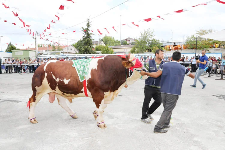 Beykoz'un kurban pazarında renkli anlar yaşandı 2 kurban guzellik 9 Q4cY2yJ2Uw