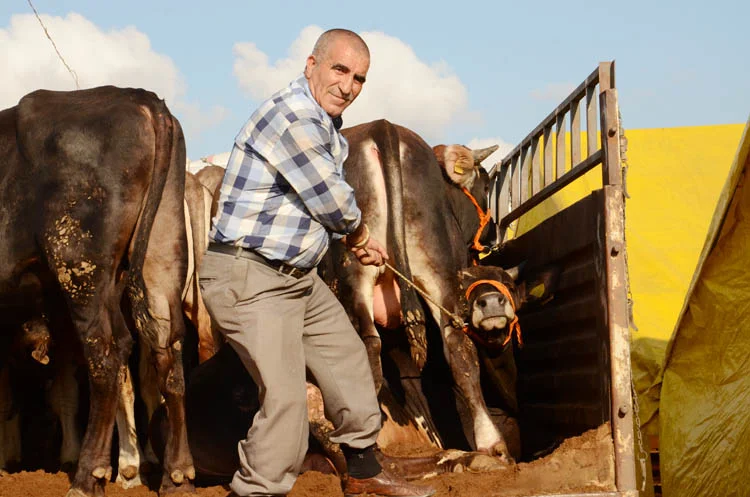 Kurbanlıklar Beykoz’a geldi… Fiyatlar yüksek 2 kurban kent 16 16 eR56POC60G