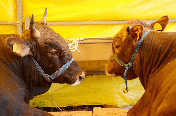 Kurbanlıklar Beykoz’a geldi… Fiyatlar yüksek 1 kurban kent 16 6 pJd1NwsbQK