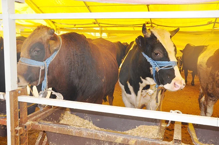 Beykoz Kurban Kent’te 28 Ağustos’ta satışlar başlıyor 2 kurban kent 2016 4 YcfRGTLIPd