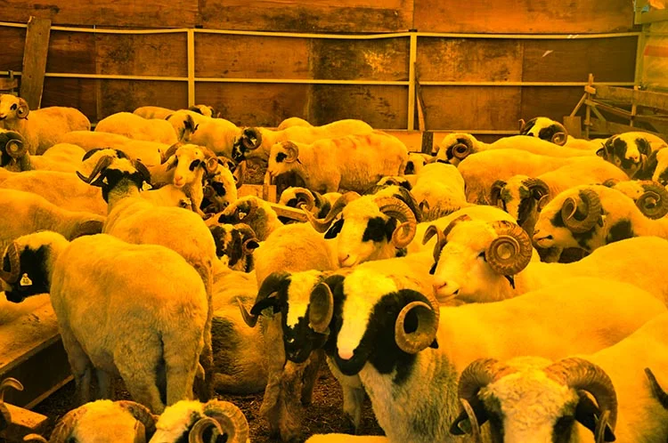 Beykoz Kurban Kent’te 28 Ağustos’ta satışlar başlıyor 7 kurban kent 2016 5 ENXvijGzbu