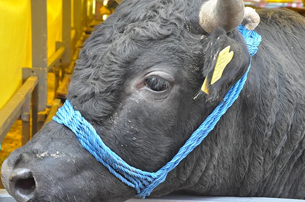 Beykoz'da Kurban fiyatları bu sene nasıl olacak? 7 kurban pazar 4 G46AmgzQjy