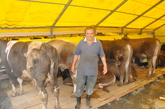 Beykoz'da canlı kurbanlık hayvanın kilosu 14 Lira! 1 kurban pazar 7 8AusInUuPR