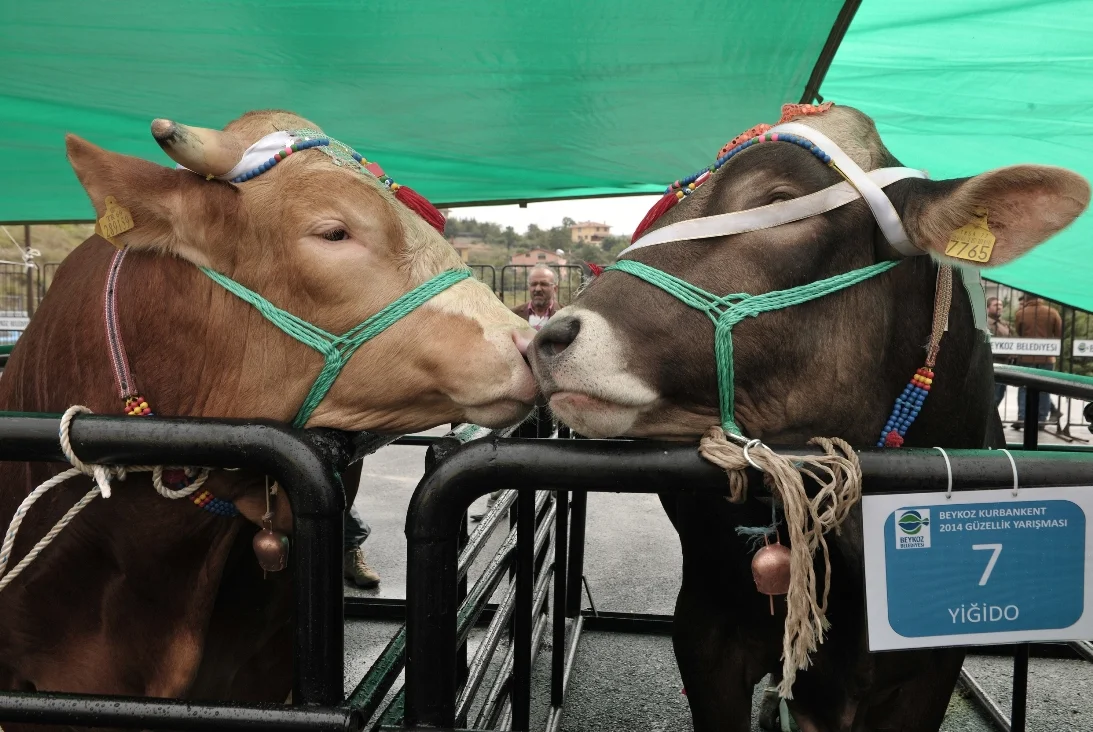 Kurbankent’in Şampiyonu Ardahan ve ‘Civanım’ 1 kurbankent beykoz 2 bQpDT1b0gJ