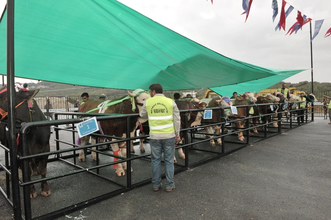 Kurbankent’in Şampiyonu Ardahan ve ‘Civanım’ 3 kurbankent beykoz 4 89Ls mmclT