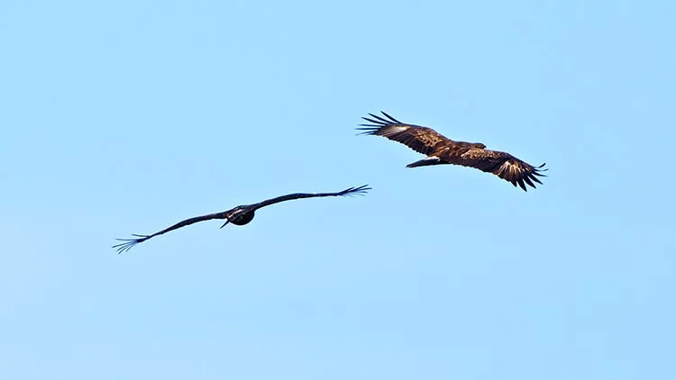 Beykoz semalarından süzülerek göç ediyorlar 2