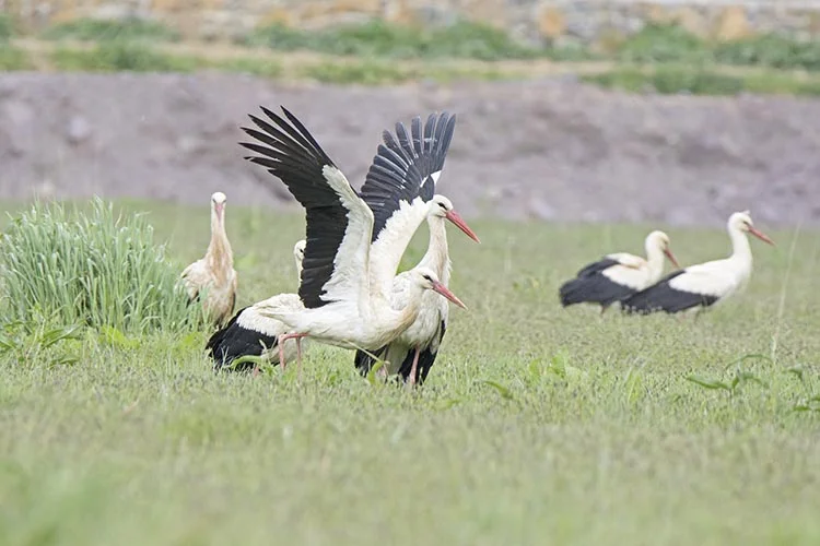 Baharın müjdecisi Beykoz’un leylekleri geldi 3 kus 1 U H90v20tb