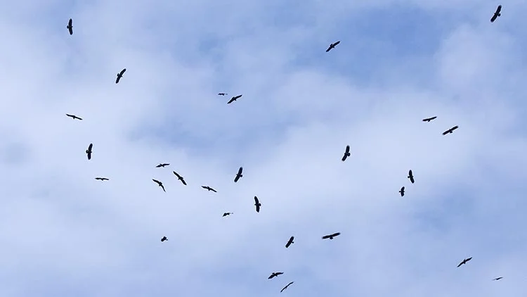 Beykoz semalarından süzülerek göç ediyorlar 6 kus 1 aiup N 2y0