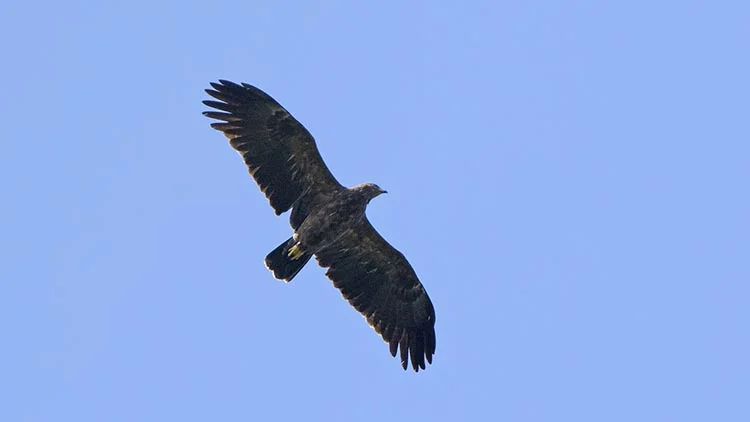 Beykoz semalarından süzülerek göç ediyorlar 5 kus 8 3gAJHstROg
