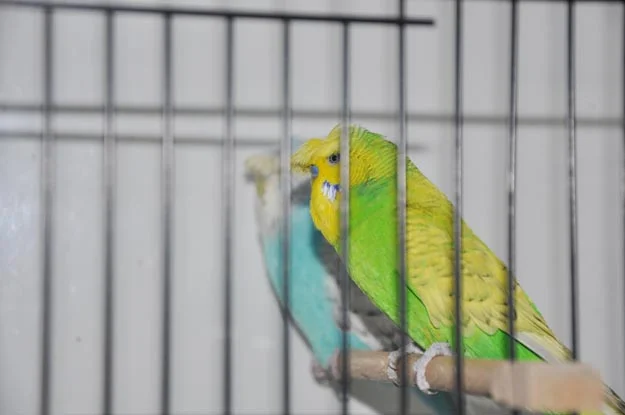 O, Beykoz'un madalya zengini abisi 3 kuscu hakan db