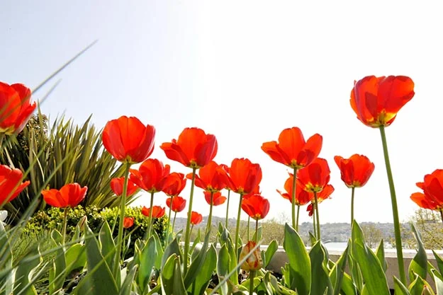 Beykoz’da Laleler dans ediyor… 2 la HgC1QzZQQV