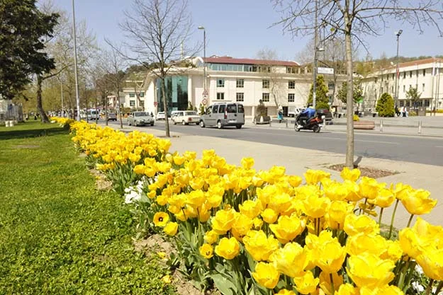 Beykoz’da Laleler dans ediyor… 3 lale 5 AtCWGaFG7E