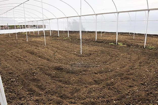 Beykoz’da 17 farklı türde 950 meyve ağacı 1 meyve beykoz 6 nfzowffkcJ