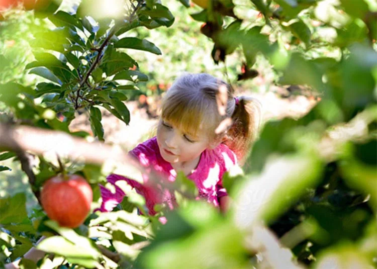Beykoz’da internetten meyve satılan bahçe 4 misbahce 3 bHXE9rKPBH