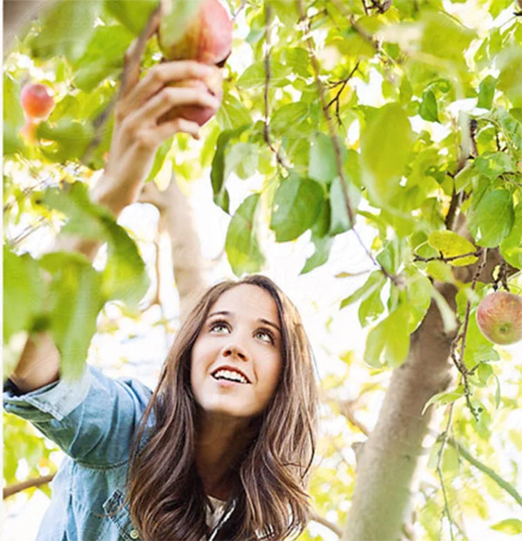Beykoz’da internetten meyve satılan bahçe 3 misbahce 4 Rd1SMI6Tkp