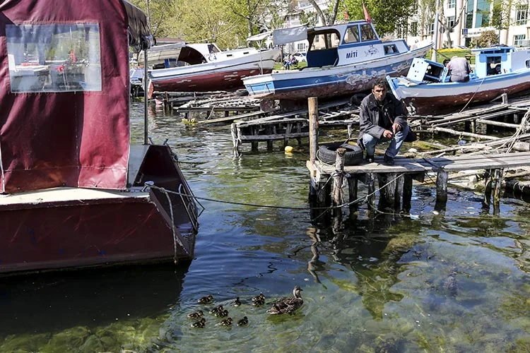 Beykoz Sahillerinin sevimli misafirleri 1 ordek 8 wjVJNBv8jO
