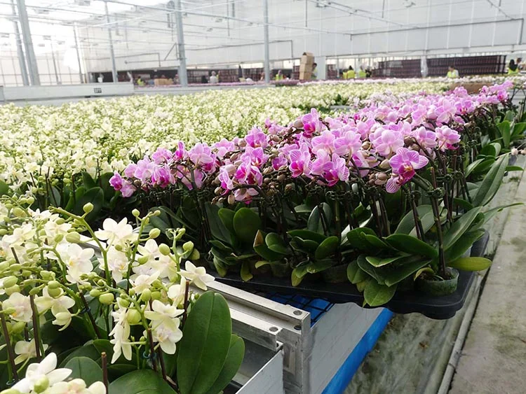 Hollanda’dan Beykoz’a gelen orkide serası 4 orkide 4 5qXoQgq90l
