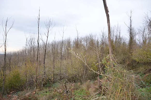 Beykoz'un köylüsü çıldırmak üzere! 6 orman beyk ZyBFXJMcD