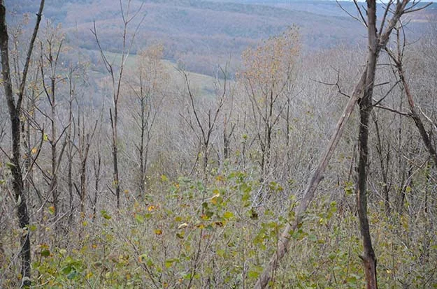 Beykoz'un köylüsü çıldırmak üzere! 1 orman beyk ir6saND0cQ