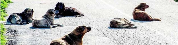 Beykoz'un şanına şan kattılar 3 resim 1 ioPQueEyTQ