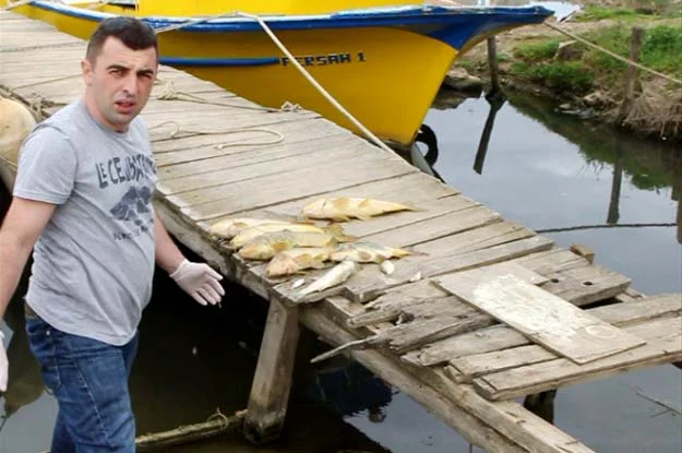 Riva Deresi’nde tehlike büyük… Yine Balıklar ölüyor 1