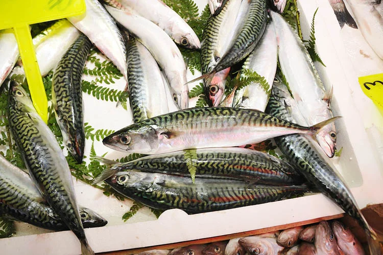 Beykoz tezgahlarında uskumru bereketi 1 uskumru bere cJY5POkREC