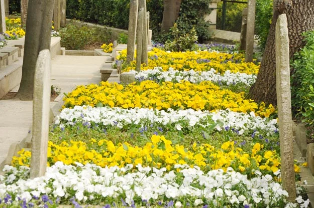 Beykoz'da bahar, Yuşa'da güzel 1 yusa hazretleri db sec 25 xR YkP9w22