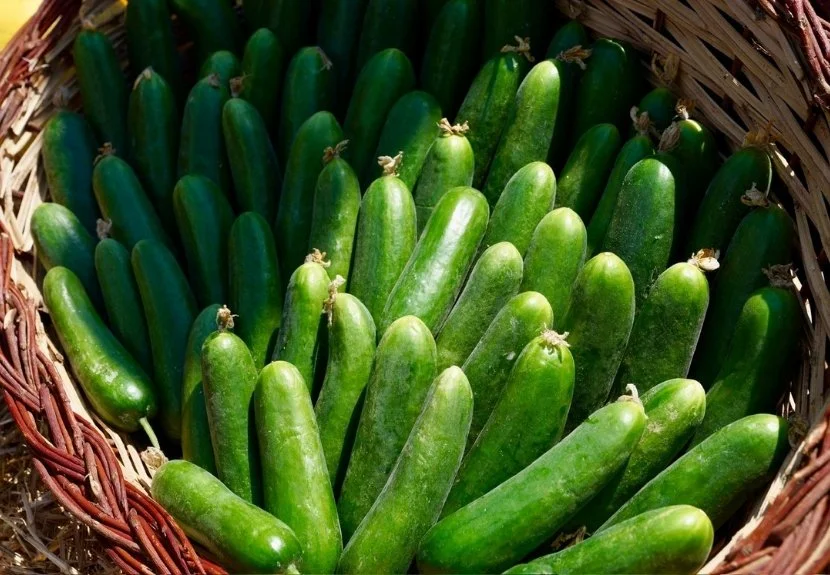 Beykoz Hasat Bayramı gerçekleştirildi 3 bayram19072 p9EqHEQVm4