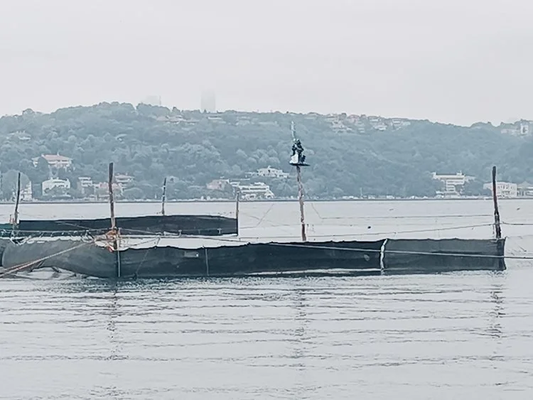 Dalyan Beykoz sahillerinde yeniden kuruldu 1 beykoz dalyan 5 0CQ4PUSoMu