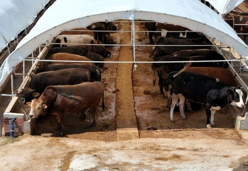 Beykoz’da kurban kesim ve satış alanlarına sıkı denetim 1 kurban31 YyVqMBmZYB